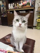 樂屋網待售房屋聯絡人資訊